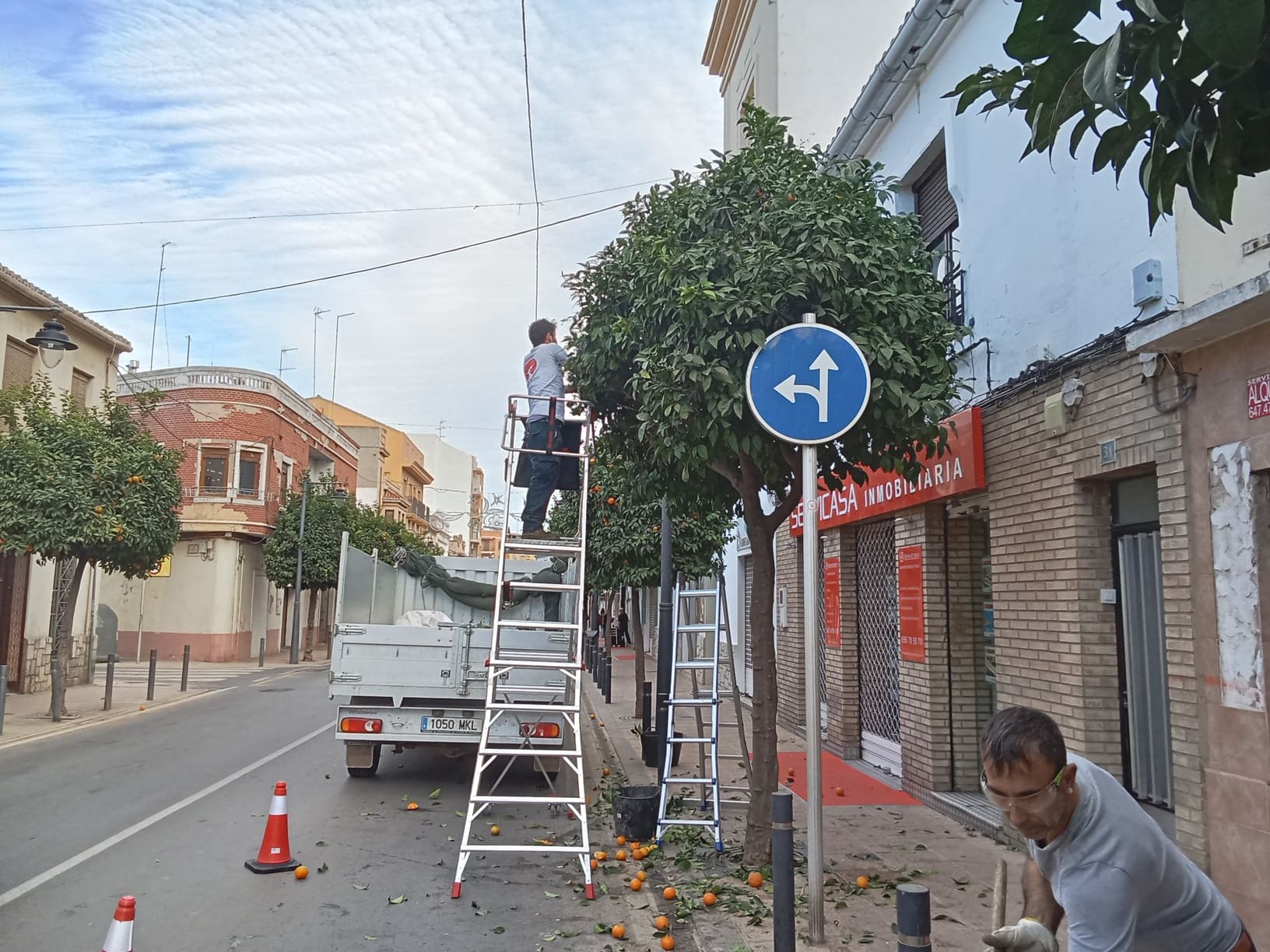 Evaluación y poda de arbolado urbano