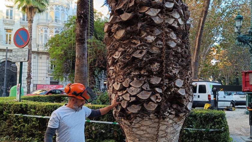 Mantenimiento jardines Ayuntamiento de Valencia