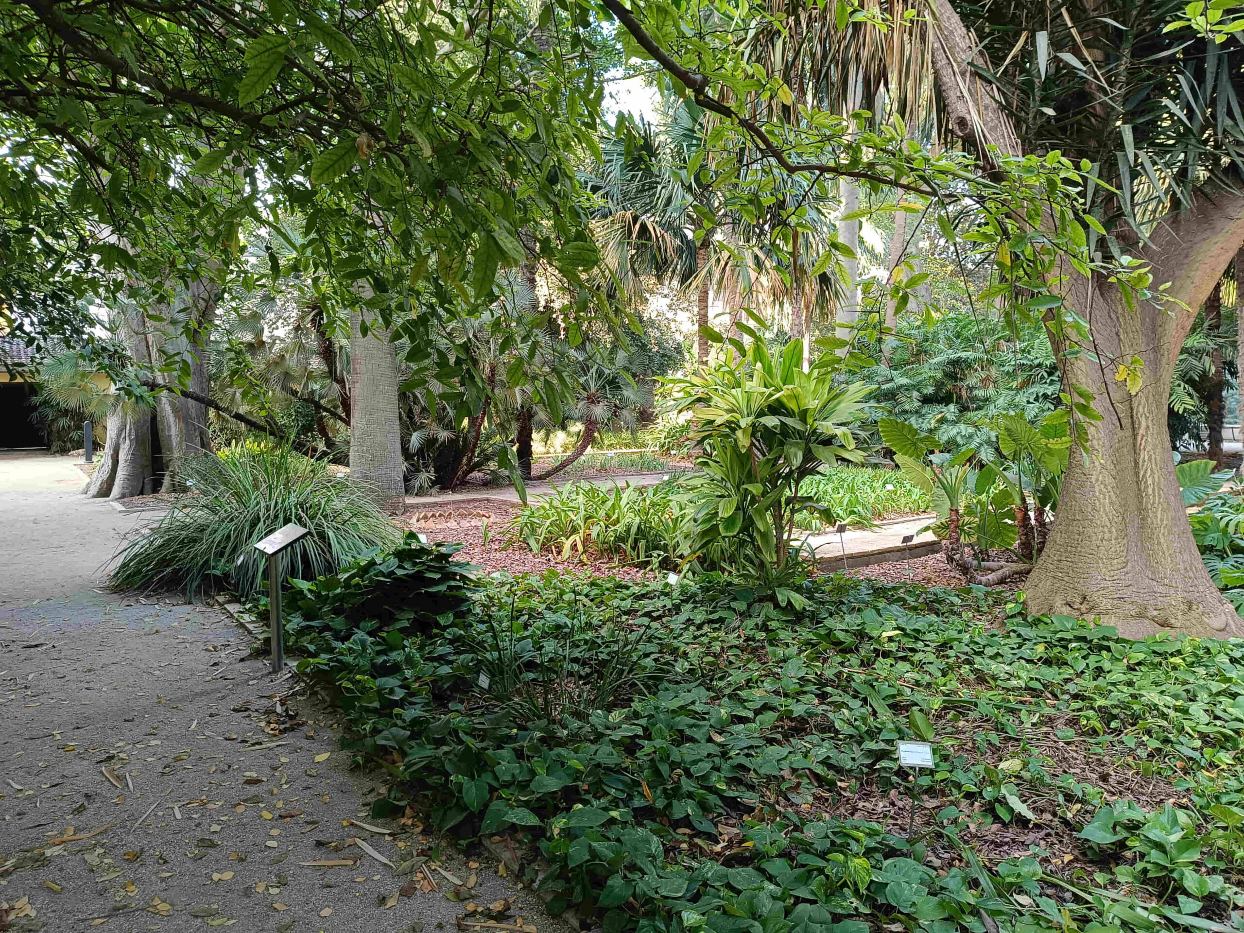 Conservación de arbolado monumental en jardín botánico