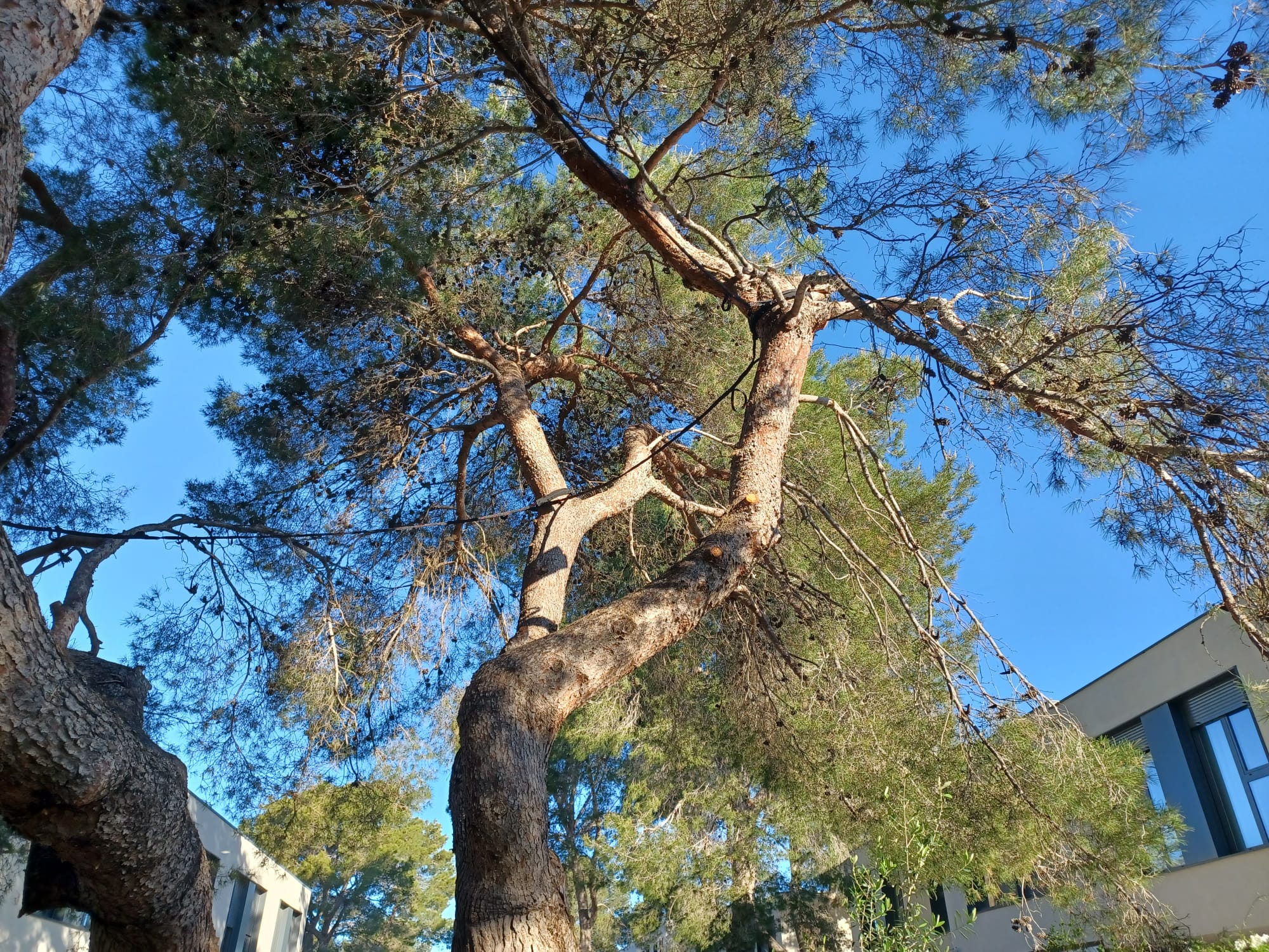 Evaluación de riesgo y conservación de arbolado singular en urbanización